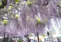 竹鼻別院の写真・動画_image_134545