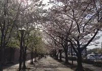 春海橋の写真・動画_image_171293