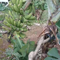 宝島の写真・動画_image_22501