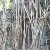 鍾乳洞の写真・動画_image_22961