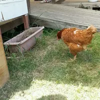 ばとうホースランドの写真・動画_image_29932