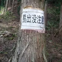 糸井の大カツラの写真・動画_image_32956