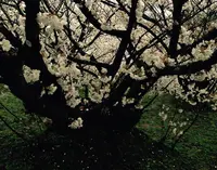 仁和寺の写真・動画_image_67265