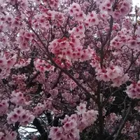 新宿御苑の写真・動画_image_69197