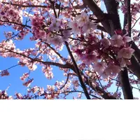 松原公園の写真・動画_image_215711