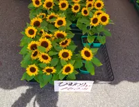 南光スポーツ公園（若あゆランド）の写真・動画_image_34552