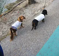 彦根城の写真・動画_image_50361