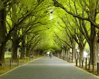 明治神宮外苑いちょう並木の写真・動画_image_135495