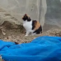 浜辺の茶屋の写真・動画_image_72014