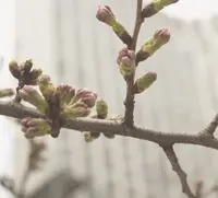 アークヒルズの写真・動画_image_26374