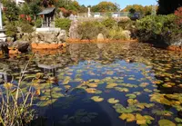 いきなり芝生公園に出たの写真・動画_image_21730