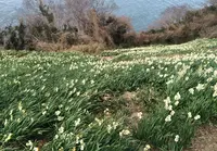男木島の写真・動画_image_23932