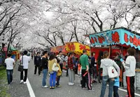 墨俣桜まつりの写真・動画_image_27071