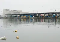 地方卸売市場氷見漁市場の写真・動画_image_56099