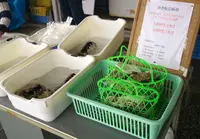 赤穂市漁業協同組合 坂越かき直販所の写真・動画_image_57160