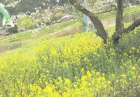 いすみ鉄道の写真・動画_image_72459