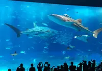 沖縄美ら海水族館の写真・動画_image_133877