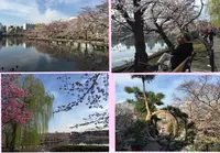 上野恩賜公園（上野公園）の写真・動画_image_171335