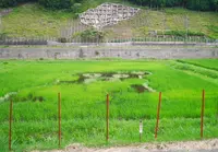 兵庫県豊岡市但東町平田（いっちゃんおっちゃんの蓮池）の写真・動画_image_189497