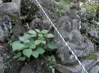 駒込富士神社の写真・動画_image_101269