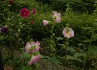伏見十石舟の写真・動画_image_83430