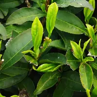 宇治茶の郷　和束の茶畑の写真・動画_image_73817