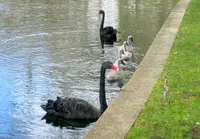 ハイド・パークの写真・動画_image_51599