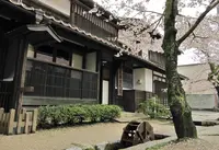 がいせん桜通りの写真・動画_image_27086