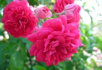 薔薇の名所の写真・動画_image_32660
