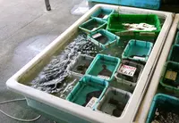 たつの市 海鮮料理 海宝の写真・動画_image_57170