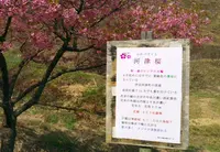 かんざき桜の山桜華園の写真・動画_image_70687
