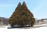小杉の大杉（トトロの木）の写真・動画_image_79007