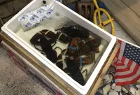 ボストン・クラムシャック (Boston Clam Shack Seafood Company)の写真・動画_image_139432