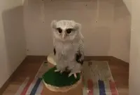 フクロウカフェ LUCKYOWLの写真・動画_image_74977