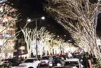 表参道　ケヤキ並木の写真・動画_image_209148