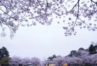 大宮公園の写真・動画_image_27248