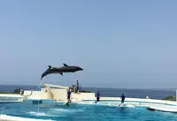 沖縄美ら海水族館の写真・動画_image_29287