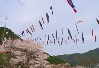 グリーンエコー笠形の写真・動画_image_47063