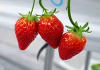 篠田いちご園の写真・動画_image_64013
