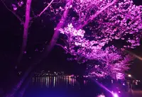 千波湖の写真・動画_image_75490