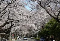 東京学芸大学の写真・動画_image_171815
