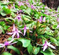 佐野市 万葉自然公園 かたくりの里の写真・動画_image_226138
