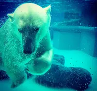 旭山動物園の写真・動画_image_986426