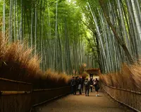 嵐山 竹林の小径の写真・動画_image_161112