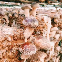 佐倉きのこ園の写真・動画_image_18281