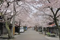 がいせん桜通りの写真・動画_image_27087