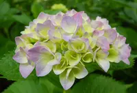 紫陽花の名所の写真・動画_image_32646