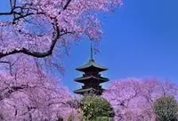 成田山新勝寺の写真・動画_image_54818