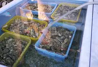 網元津田正水産の写真・動画_image_57174
