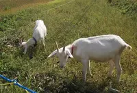 かんじゃの写真・動画_image_58068